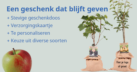 Fruitboom cadeau - Een geschenk dat blijft geven